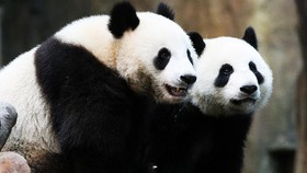 Jepang Gembira Sambut Kelahiran Bayi Panda Kembar