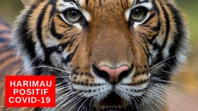 VIDEO: Harimau Terpapar Covid-19