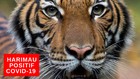 VIDEO: Harimau Terpapar Covid-19