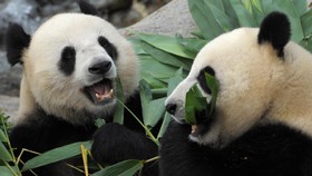 Kebun Binatang Kanada Krisis Bambu, Panda Mudik ke China