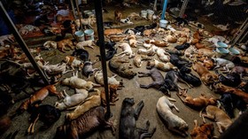 FOTO: Nasib Penampungan Anjing di Thailand akibat Pandemi