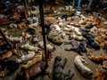FOTO: Nasib Penampungan Anjing di Thailand akibat Pandemi