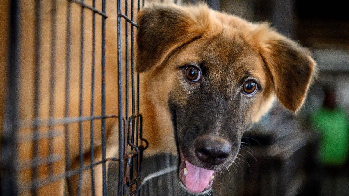 FOTO: Nasib Penampungan Anjing di Thailand akibat Pandemi