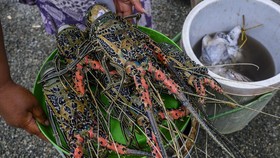 Menteri Trenggono Bakal Buat Lombok Pusat Budi Daya Lobster