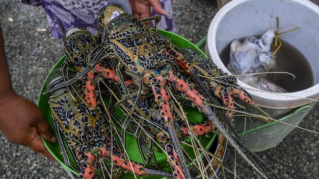 Menteri KKP Sakti Wahyu Trenggono mengatakan ingin menjadikan Lombok sebagai pusat budi daya lobster sehingga ke depan bisa menjadi rujukan negara lain.