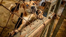 Yayasan Peduli Hewan Somasi Satpol PP Aceh soal Anjing Mati