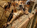 Yayasan Peduli Hewan Somasi Satpol PP Aceh soal Anjing Mati