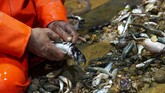 FOTO: Geliat Nelayan Italia di Tengah Tekanan Pandemi Corona Nelayan di Italia masih melaut mencari ikan meski virus corona telah menekan permintaan atas hasil tangkapan mereka.