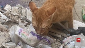VIDEO: Akibat Lockdown, Anjing dan Kucing Liar Kelaparan
