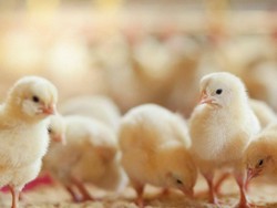Panic Buying! Masyarakat Amerika Borong Anak Ayam