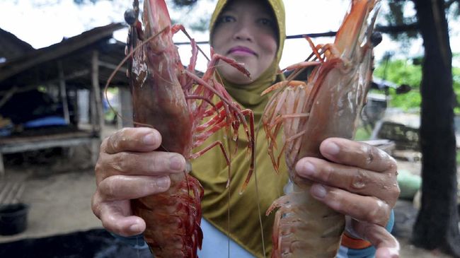 Kepala udang mengandung protein dan omega-3, tetapi juga berisiko menyimpan logam berat. Konsumsinya aman asal tidak berlebihan.