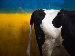 Sapi Perah di AS Terinfeksi Flu Burung, Pasokan Susu Terkontaminasi