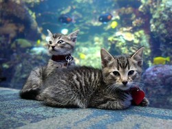 Gemas, Anak-anak Kucing Asuh Ini Kunjungi Akuarium Raksasa