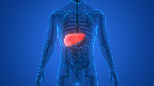 Asupan sayuran punya peran penting untuk kesehatan tubuh secara menyeluruh, termasuk organ hati. Lantas, apa saja sayuran terbaik untuk kesehatan hati?