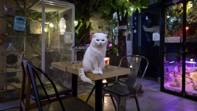 FOTO: Corona dan Kucing-kucing Kesepian di Kafe Hewan