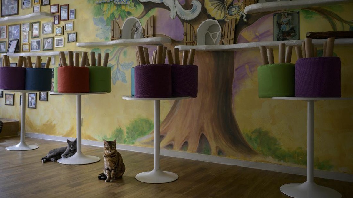 FOTO: Corona dan Kucing-kucing Kesepian di Kafe Hewan