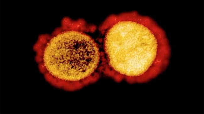 Ilustrasi virus corona bermutasi