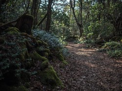 Minum Sajen di Hutan Aokigahara, Turis Dikecam