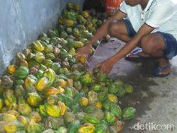 A-Z Buah Carica Khas Dieng, 5 Manfaat dan 5 Ciri Manisan yang Baik