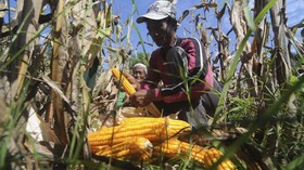 Upah Buruh Tani Naik Tipis Jadi Rp55.719 pada September 2020