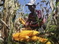 Upah Buruh Tani Naik Tipis Jadi Rp55.719 pada September 2020