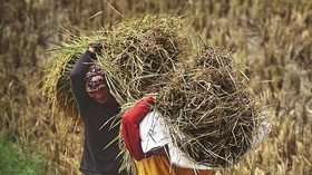 Banjir Stok dan Harga Anjlok Gerus Daya Beli Petani April
