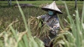 FOTO: Ketersediaan Pangan yang Terancam Pandemi Corona
