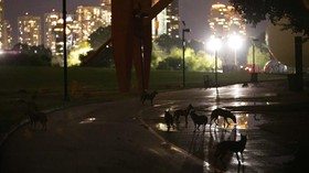 Gerombolan Serigala Datangi Taman Kota Israel