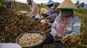 Harga Kebutuhan Pokok Turun, Daya Beli Buruh Tani Mei Membaik