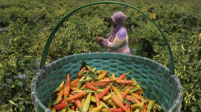 Bank Indonesia (BI) memperkirakan inflasi 0,34 persen pada Januari 2021 karena kenaikan harga cabai rawit, tahu, tempe, dan emas.