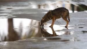 Perusahaan China Sukses Kloning Serigala, Solusi Kepunahan?