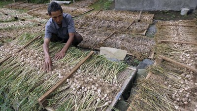 Presiden Prabowo Targetkan Indonesia Setop Impor Bawang Putih dalam 3 hingga 4 Tahun Presiden Prabowo Targetkan Indonesia Setop Impor Bawang Putih dalam 3 hingga 4 Tahun