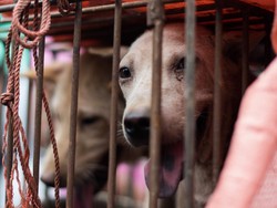 Zhuhai Jadi Kota Kedua yang Larang Konsumsi Daging Anjing dan Kucing