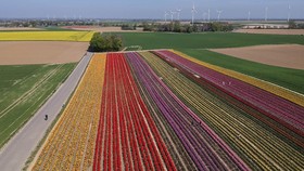 FOTO: Sejenak Terpikat Hamparan Tulip di Jerman