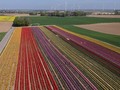 FOTO: Sejenak Terpikat Hamparan Tulip di Jerman