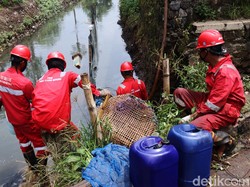 Ikan dan Burung Kuntul Mati Akibat Minum Air Tercemar Solar di Bandung