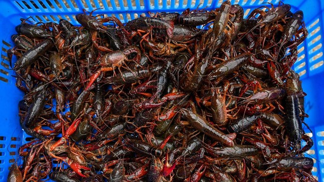 FOTO: Muram di Pasar Basah Wuhan