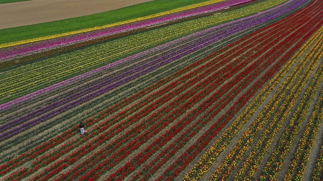 FOTO: Sejenak Terpikat Hamparan Tulip di Jerman