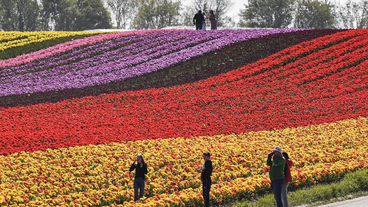 FOTO: Sejenak Terpikat Hamparan Tulip di Jerman