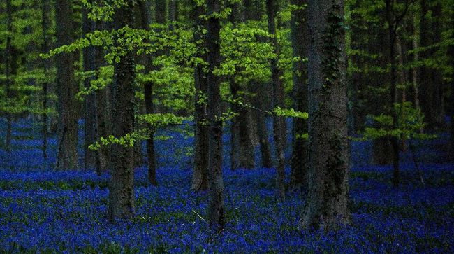 Bluebells, also known as wild Hyacinth, bloom in the Hallerbos forest in Halle, Belgium, on Thursday, April 16, 2020. Bluebells are particularly associated with ancient woodland where it can dominate the forest floor to produce carpets of violet–blue flowers. (AP Photo/Virginia Mayo)