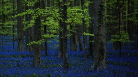 Tak Terinjak Turis, Bunga Bluebell Mekar Paripurna di Belgia