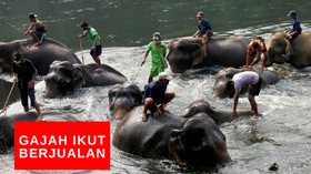 VIDEO: Gajah Berjualan Makanan Untuk Tarik Turis