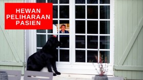 VIDEO: Relawan Bantu Pelihara Hewan Pasien Corona