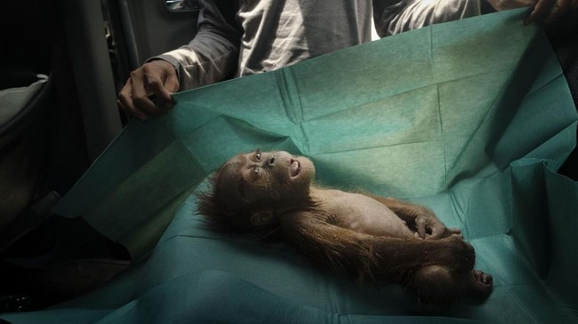 FOTO: Karya Mengesankan Pemenang World Press Photo 2020