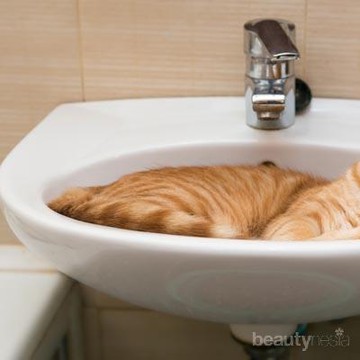 img-title Ada 5 Cara yang Bisa Kamu Lakukan Untuk Memandikan Kucing Tanpa Bikin Stres