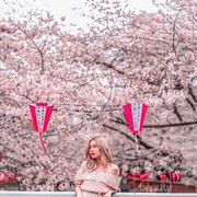 5 Tempat Paling Indah untuk Menikmati Sakura di Jepang