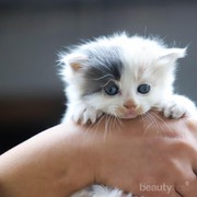 Punya Bayi Kucing Kecil yang Ingin Ladies Rawat? Ketahui 4 Cara Merawatnya yuk!