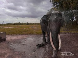 9 Fakta Lampung Tanah Kelahiran Eko Yuli, Kopi Robusta, Rumah Gajah Sumatera
