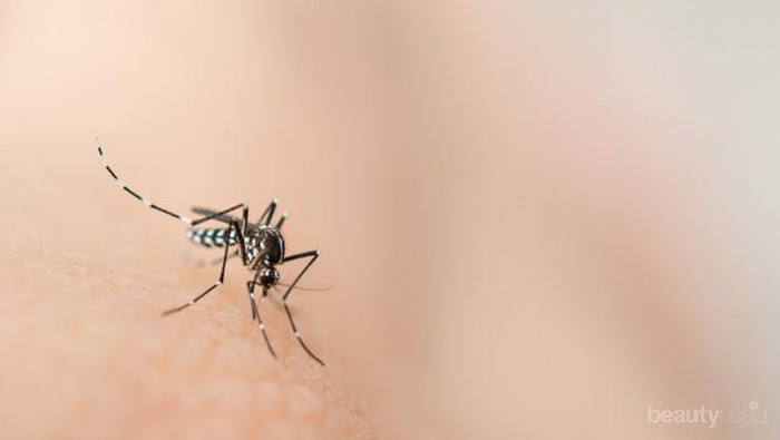 Kenali Penyakit Demam Berdarah yang Sama Membahayakan dengan Virus Corona
