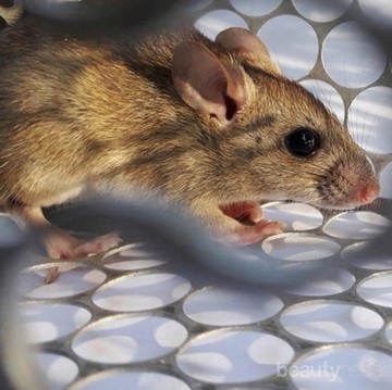 Hanta Virus, Virus Asal China yang Disebabkan Oleh Tikus